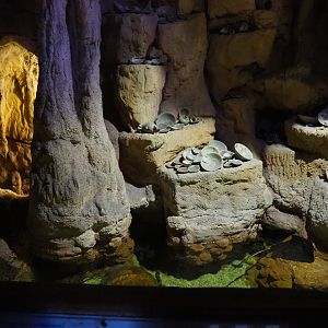 Cave with wobbegong, Port Jackson shark, White-spotted bamboo shark and stingray aquarium, 2019-10-05