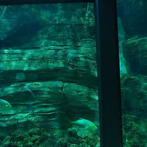 Part of square tunnel tank with sharks and loggerhead sea turtle, 2019-10-05