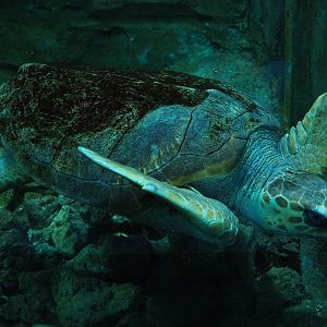 Loggerhead sea turtle (Caretta caretta), 2019-10-05