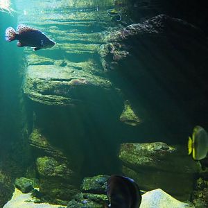 Grouper, Orbicular batfish and pennant coralfish aquarium, 2019-10-05