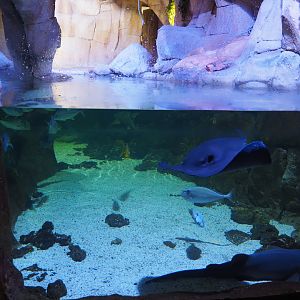 Grey nurse shark, stingray and unicorn tang aquarium, 2019-10-05