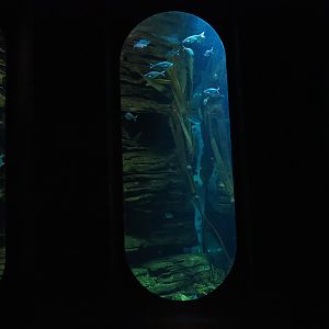 Kelp forest aquarium, 2019-10-05