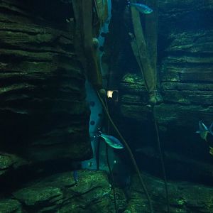 Kelp forest aquarium, 2019-10-05