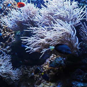 Anemone fish, flame angel and tang aquarium, 2019-10-05