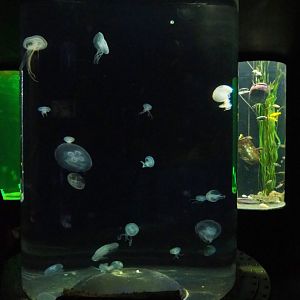 Moon jellyfish cylinder tank, 2019-10-05