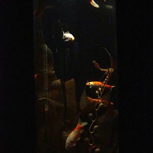 Cylindrical koi tank, 2019-10-05