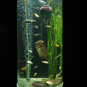 Mbuna cichlid cylinder tank, 2019-10-05