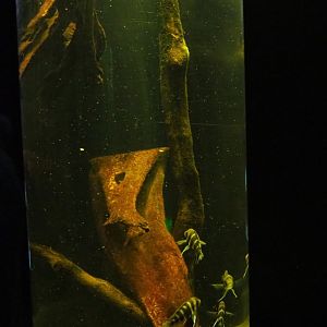 Cylindrical cichlid tank, 2019-10-05
