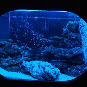 Common stonefish tank, 2019-10-05
