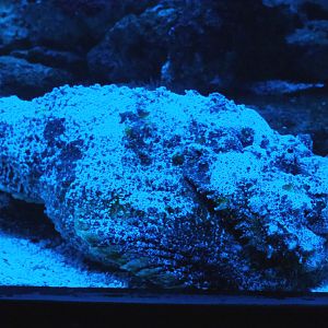 Common stonefish (Synanceia verrucosa), 2019-10-05