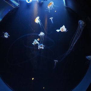 Japanese sea nettle jellyfish (Chrysaora pacifica) tank, 2019-10-05