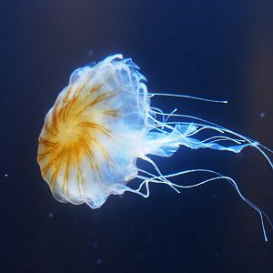 Japanese sea nettle jellyfish (Chrysaora pacifica), 2019-10-05