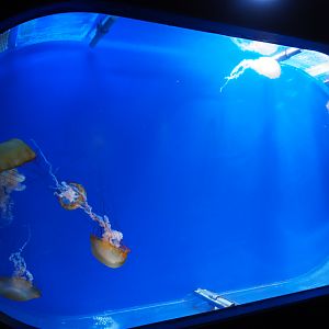 Pacific sea nettle jellyfish tank, 2019-10-05