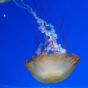 Pacific sea nettle jellyfish (Chrysaora fuscecens), 2019-10-05