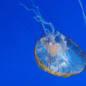 Pacific sea nettle jellyfish (Chrysaora fuscecens), 2019-10-05