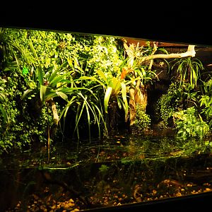 Axolotl exhibit, 2019-10-05