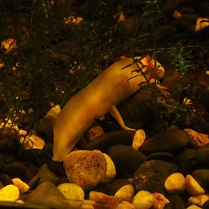 Albino axolotl (Ambystoma mexicanum), 2019-10-05
