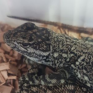 Stenocercus eunetopsis