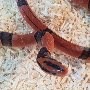 Oreocryptophis porhyraceus pulchra