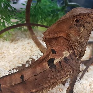 Corytophanes cristatus