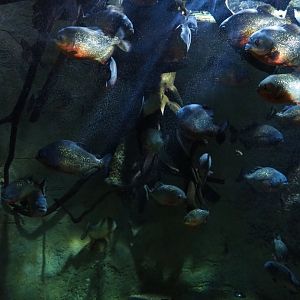 Red-bellied piranha tank, 2019-10-05