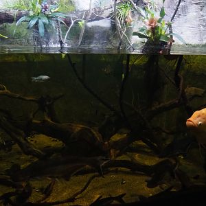 Giant gourami and Pangasianodon hypophtalmus aquarium, 2019-10-05