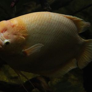 Giant gourami (Osphronemus goramy), 2019-10-05