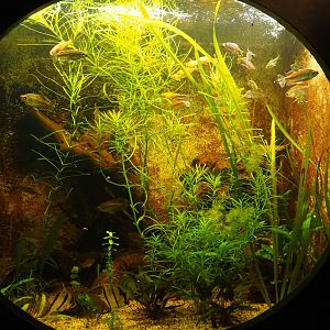 Congo tetra and Freshwater angelfish aquarium, 2019-10-05