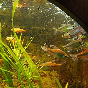 Congo tetras (Phenacogrammus interruptus), 2019-10-05