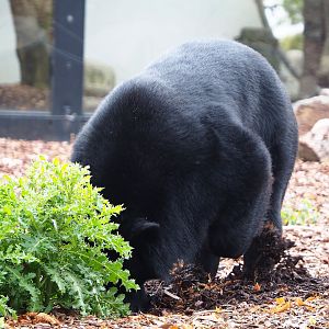 Digging Asiatic black bear (Ursus thibetanus), 2019-10-05