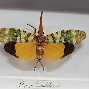 Specimen Pyrops candelaria