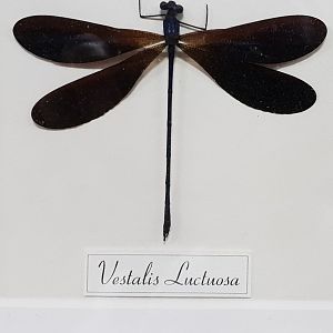 Vestalis luctuosa