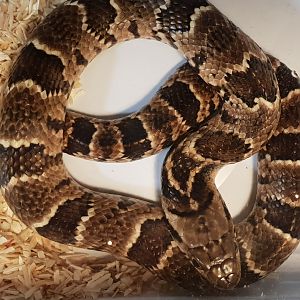 Hydrodynastes gigas - juvenile