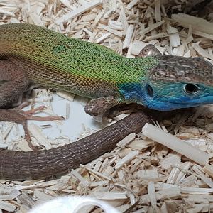 Turkish green lizard - Lacerta pamphylica