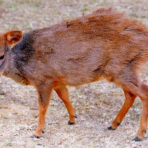 Pudu; Hamerton; 7th July 2018