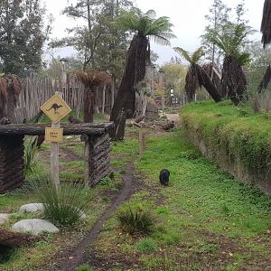 Tasmanian Devil Exhibit