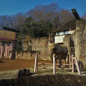 African Elephant Awning