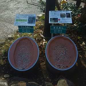 African Elephant Interpretation