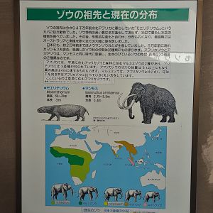 African Elephant Signage