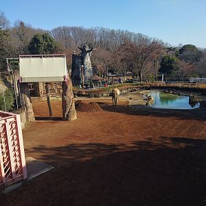 African Elephant Paddock