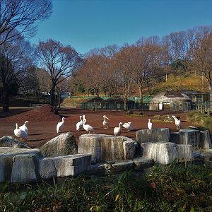 Giraffe Paddock (with pelicans)