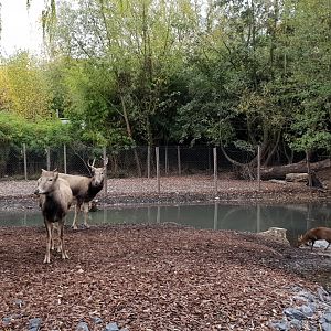Pere David's deer , Reeves' muntjac