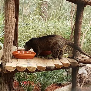 Bear Cuscus