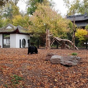 Asiatic Black Bear exhibit