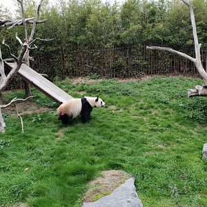 Giant Panda outdoor