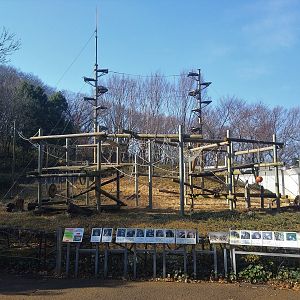 Common Chimpanzee Exhibit