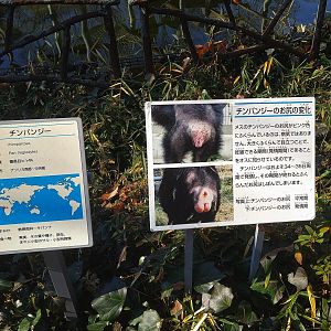 Chimpanzee Signage