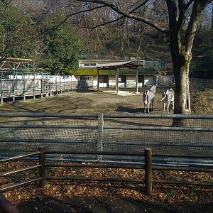 Scimitar-horned Oryx, Grevy's Zebra and Ostrich Exhibit.