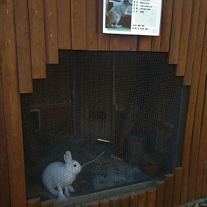Mountain Hare Exhibit