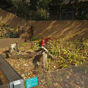 Scarlet Macaw On A Stick
